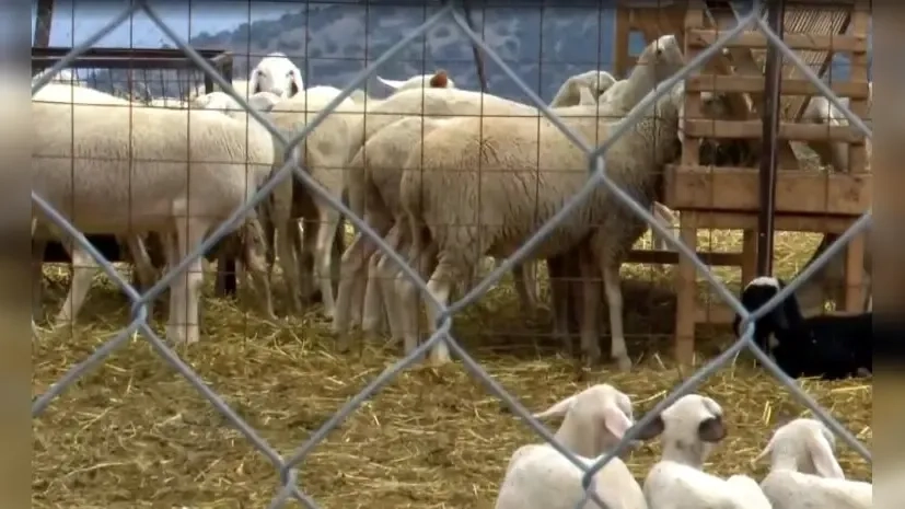 İskeçeli hayvan besicileri ülkeyi terk etmeyi düşünüyor!