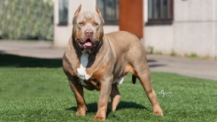 Pitbull dehşeti! 18 aylık bebek hayatını kaybetti