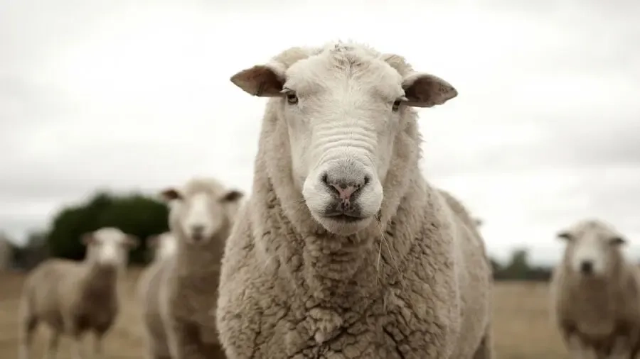 Meriç’te Aralık ayında iki Çiçek Hastalığı vakası tespit edildi