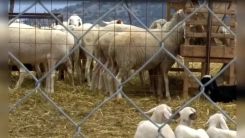 Rodop ve İskeçe’de keçi ve koyun vebasında yeni dalga