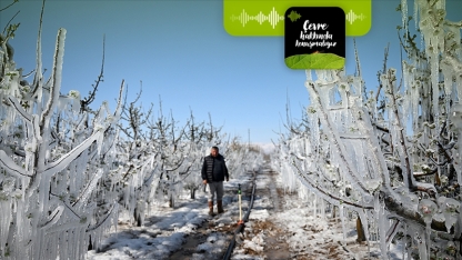 Podcast | İklim krizi meyve üretimini nasıl etkiliyor?