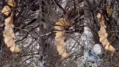 Kosova İslam Birliği’nden Gjakova’da Kur’an-ı Kerim’in yakılmasına sert tepki