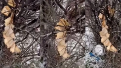 Kosova İslam Birliği’nden Gjakova’da Kur’an-ı Kerim’in yakılmasına sert tepki