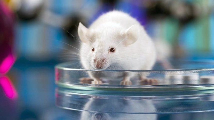 Araştırmacılar farelerde pankreas kanserini tedavi etti