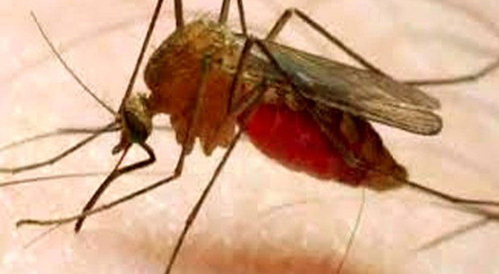 Yunanistan'da sıtma alarmı