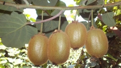 Yunanistan'da üretilen kiviler Vietnam'a pazarlanacak