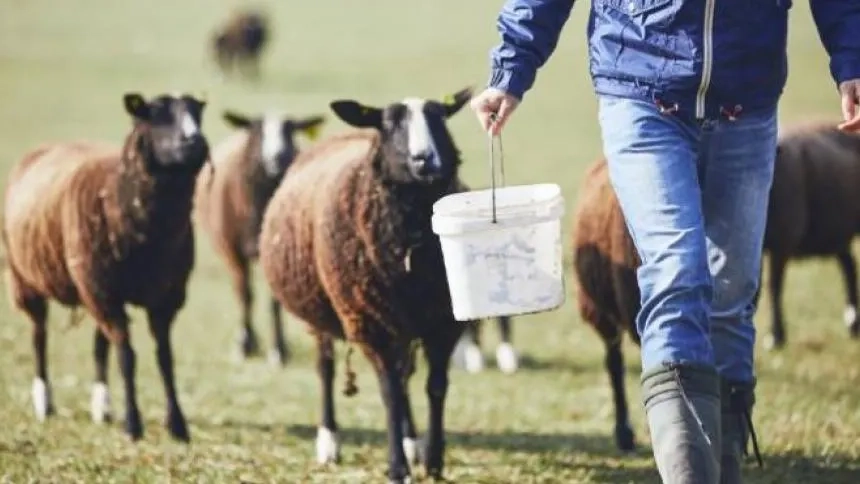 Batı Trakya'da çiçek hastalığı alarmı! İskeçe ve Gümülcine'de yeniden vakalar