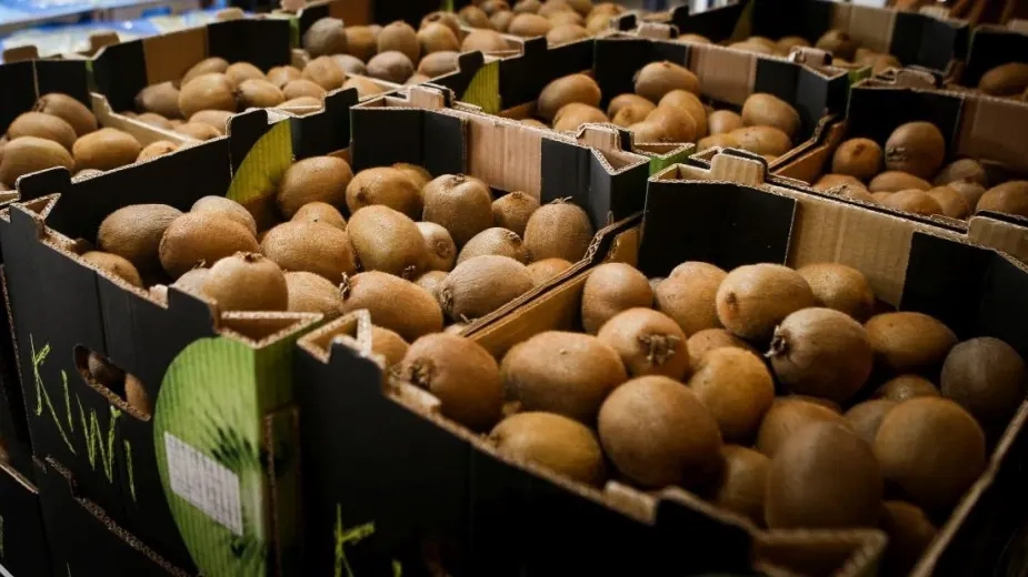 Yunanistan'da kivi üretimi son 10 yılda ikiye katlandı