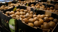 Yunanistan'da kivi üretimi son 10 yılda ikiye katlandı