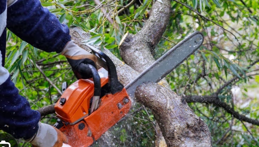 Yassıköy Azınlık İlkokulu Müdürü Şükrü Davut ağaç keserken hayatını kaybetti