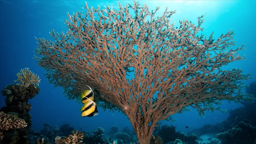 Küresel alarm! 48 binden fazla canlı türü nesli tükenme tehlikesiyle karşı karşıya