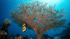 Küresel alarm! 48 binden fazla canlı türü nesli tükenme tehlikesiyle karşı karşıya