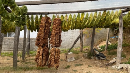 Batı Trakyalı tütün üreticileri tüccarların fiyat politikalarına tepkili