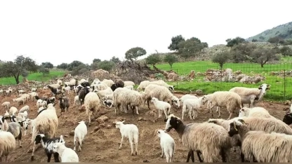 Bolus takmayan koyun ve keçilere destek verilmeyecek!