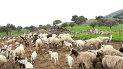 Bolus takmayan koyun ve keçilere destek verilmeyecek!