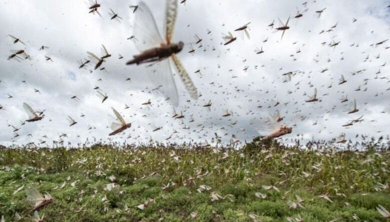 Rodop ilinde çekirge uyarısı: Erken müdahale çağrısı