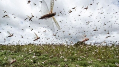 Rodop ilinde çekirge uyarısı: Erken müdahale çağrısı