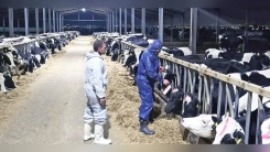 Sınırda alarm: Türkiye'de şap hastalığı görüldü, Batı Trakya teyakkuzda