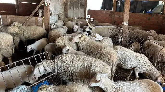 Batı Trakyalı sürü sahipleri: "Hayvan kapatma zararları ödensin"