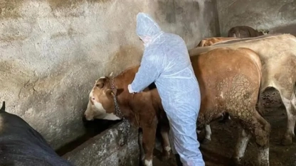 Meriç’te şap hastalığı iddiaları yalanlandı: “Vaka yok, hukuki süreç başlatılacak”