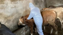 Meriç’te şap hastalığı iddiaları yalanlandı: “Vaka yok, hukuki süreç başlatılacak”