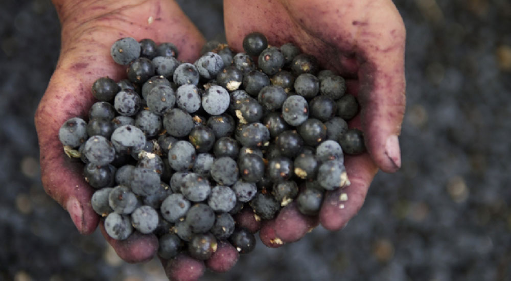 Sağlık pınarı meyve: 'Acai' üzümü