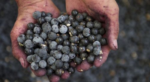 Sağlık pınarı meyve: 'Acai' üzümü