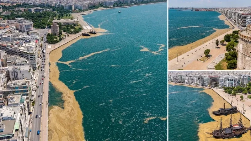 Selanik'i deniz salyası vurdu: Selanik rıhtımını kötü kokular sardı