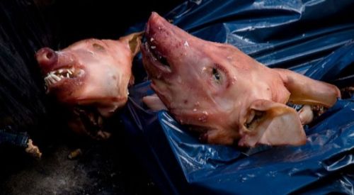 Caminin önüne domuz kafası bırakıldı