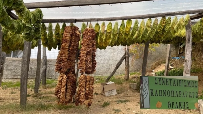 Batı Trakya'daki tütün üreticileri tazminat bekliyor