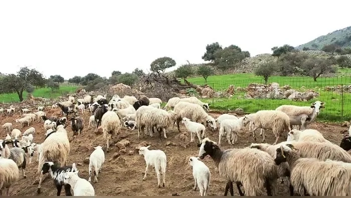 Rodop’ta küçükbaş hayvanlarda çiçek hastalığı alarmı