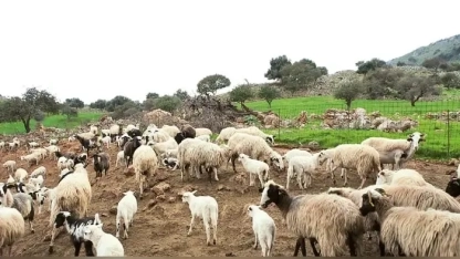 Rodop’ta küçükbaş hayvanlarda çiçek hastalığı alarmı