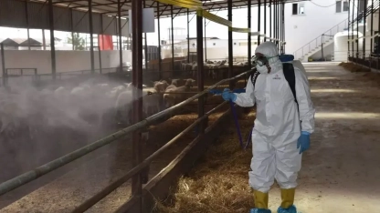 Serez’de yeni "koyun-keçi çiçeği" vakalarına rastlandı