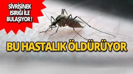 Yunanistan’da Batı Nil virüsü alarmı: Vakalar ağustos sonunda zirve yapabilir