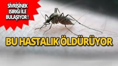 Yunanistan’da Batı Nil virüsü alarmı: Vakalar ağustos sonunda zirve yapabilir