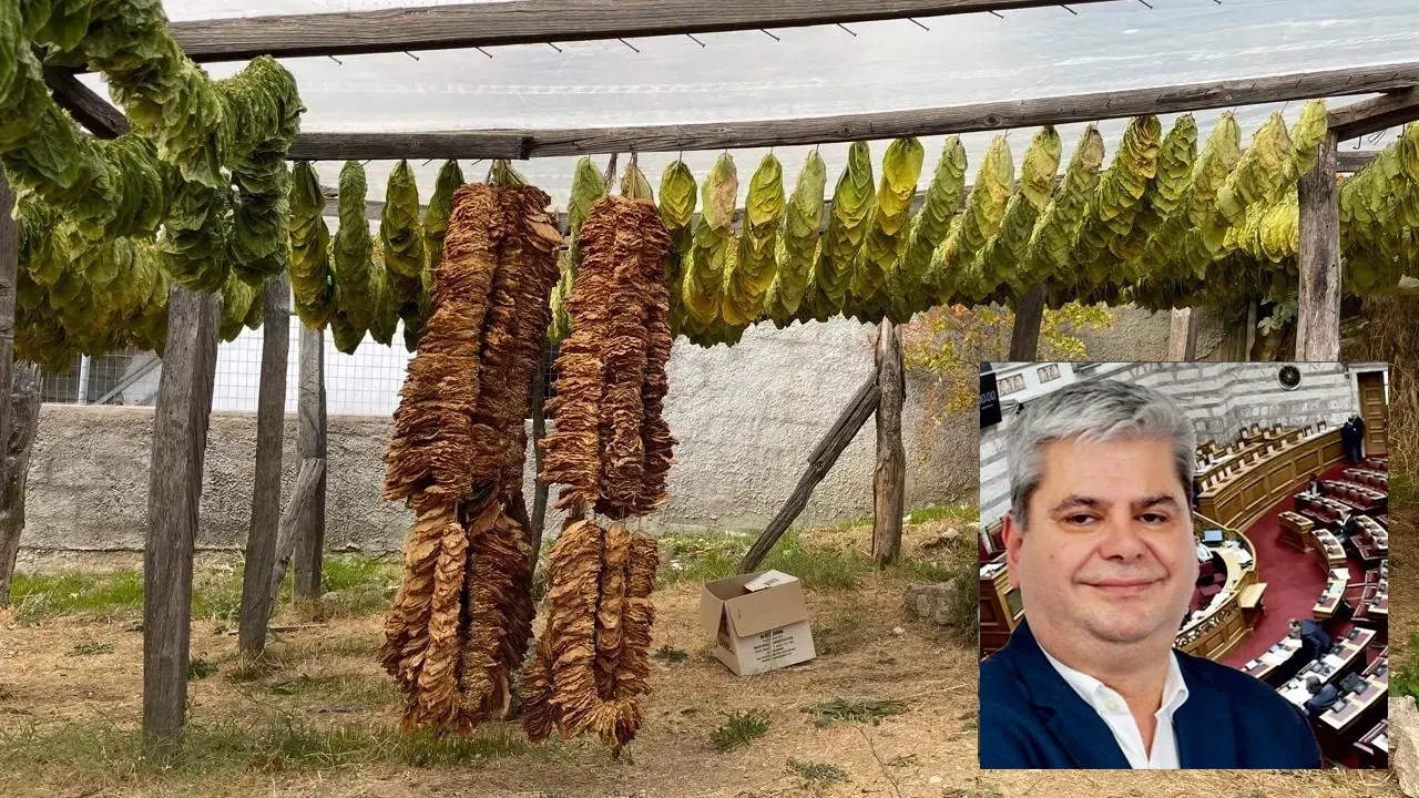  Zeybek tütüncülükteki gerilemenin tersine çevrilmesini istedi