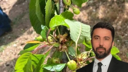 Rodop'ta 543 kiraz üreticisi 18 aydır tazminat bekliyor