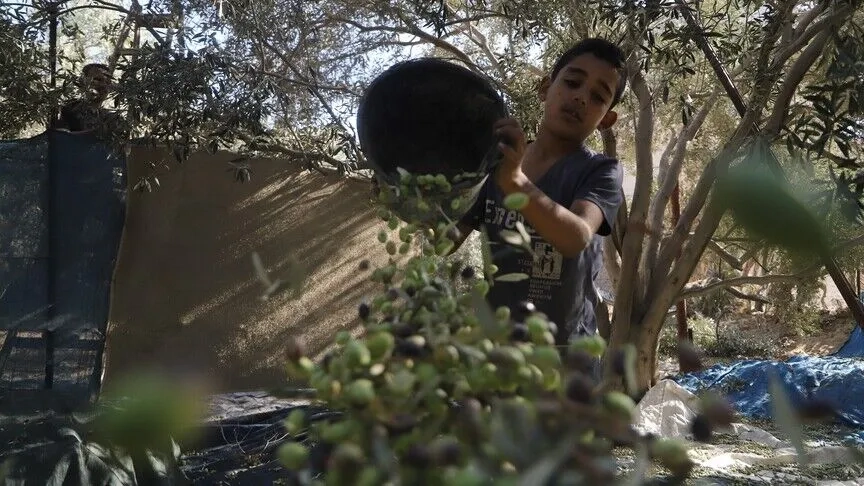 İsrail saldırıları Gazze'de temel besin ve geçim kaynağı zeytin üretimini bitirme noktasına getirdi