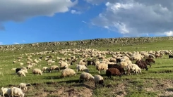 Meriç’te sürü sahiplerinden hükümete acil önlem çağrısı