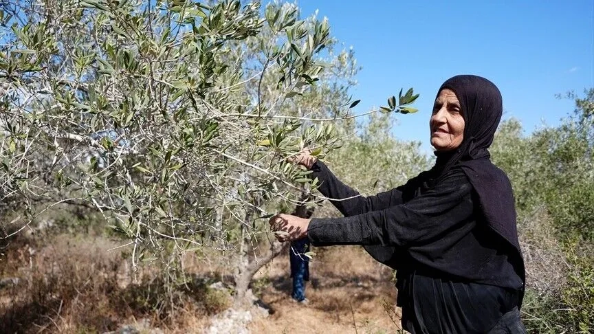 Batı Şeria'daki Rantisli çiftçiler yabancı aktivistler eşliğinde iki yıl sonra zeytin hasadına döndü