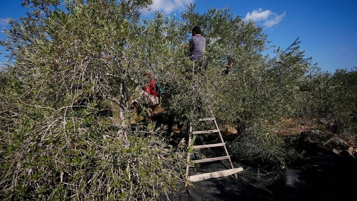 Batı Şeria'daki Rantisli çiftçiler yabancı aktivistler eşliğinde iki yıl sonra zeytin hasadına döndü