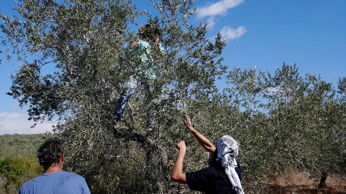 Batı Şeria'daki Rantisli çiftçiler yabancı aktivistler eşliğinde iki yıl sonra zeytin hasadına döndü