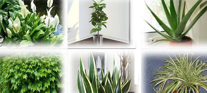NASA: Αυτά τα φυτά είναι βόμβες οξυγόνου - Πάρτε τουλάχιστον ένα σπίτι σας