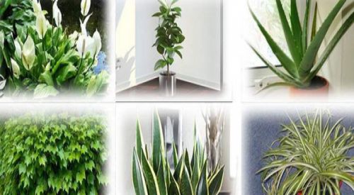 NASA: Αυτά τα φυτά είναι βόμβες οξυγόνου - Πάρτε τουλάχιστον ένα σπίτι σας