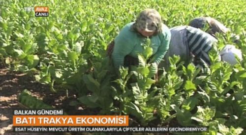 VİDEO | Batı Trakya Ekonomisinde Tütünün Önemi