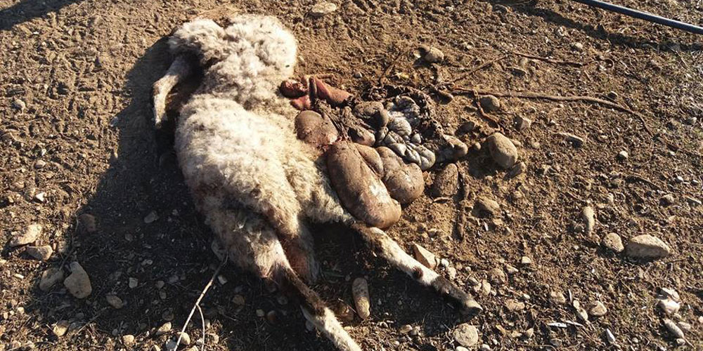 Kozlukebir’de kurt vahşeti