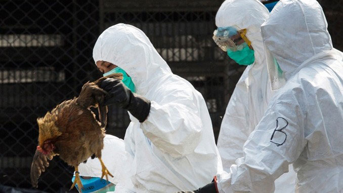 Evros (Meriç) ilinde kuş gribi tespit edildi!