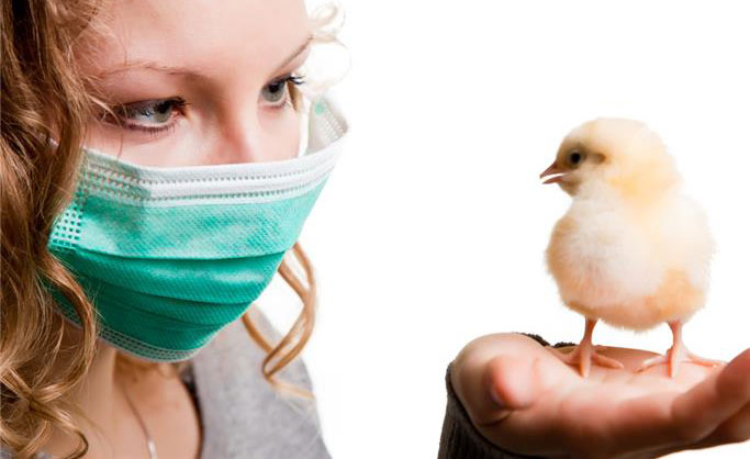 Kuş gribi kabusu geri dönüyor!