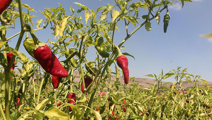 Acı biber ömrü uzatıyor