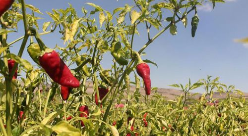 Acı biber ömrü uzatıyor